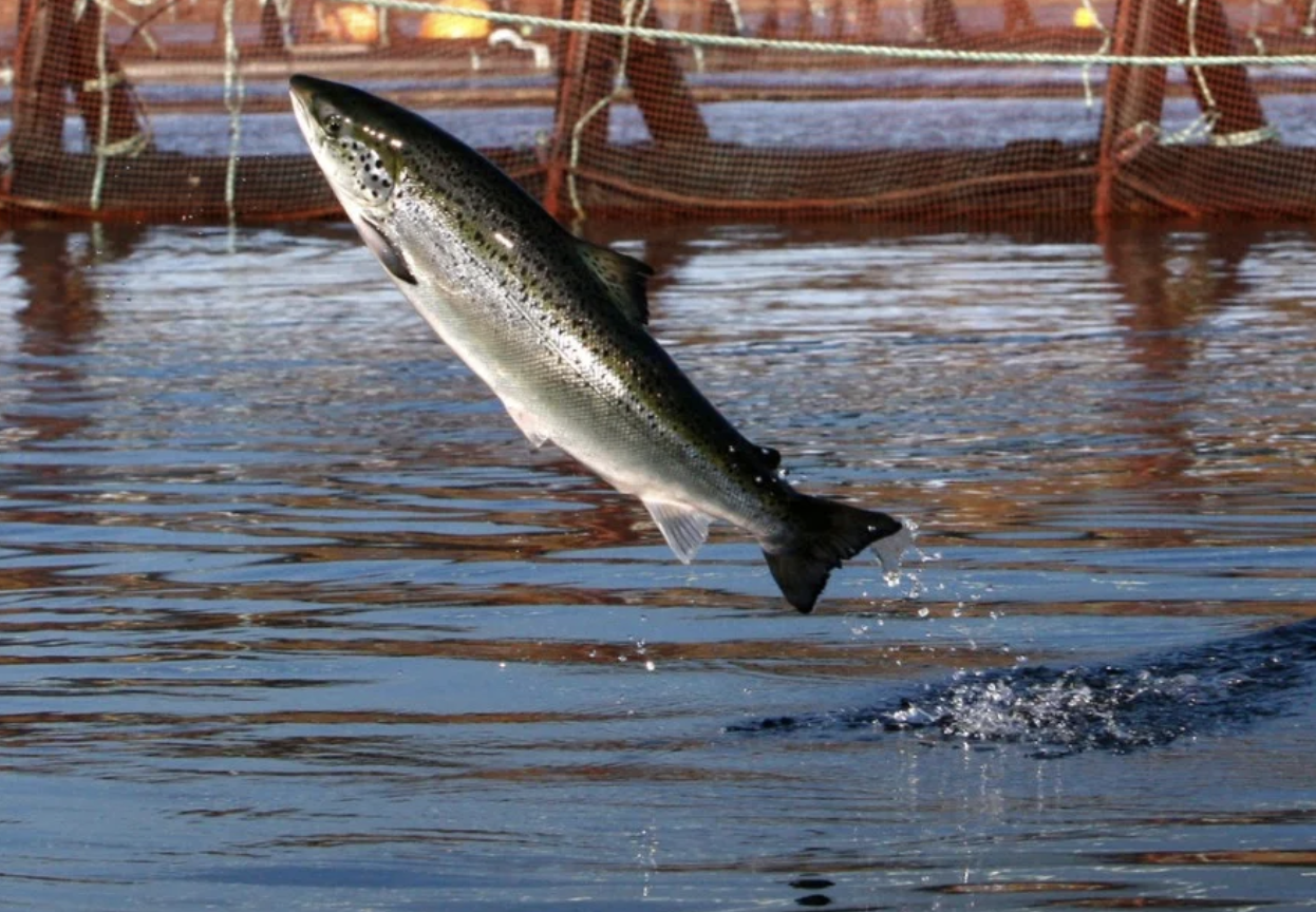 La acuicultura puede ayudar a producir más mariscos estadounidenses